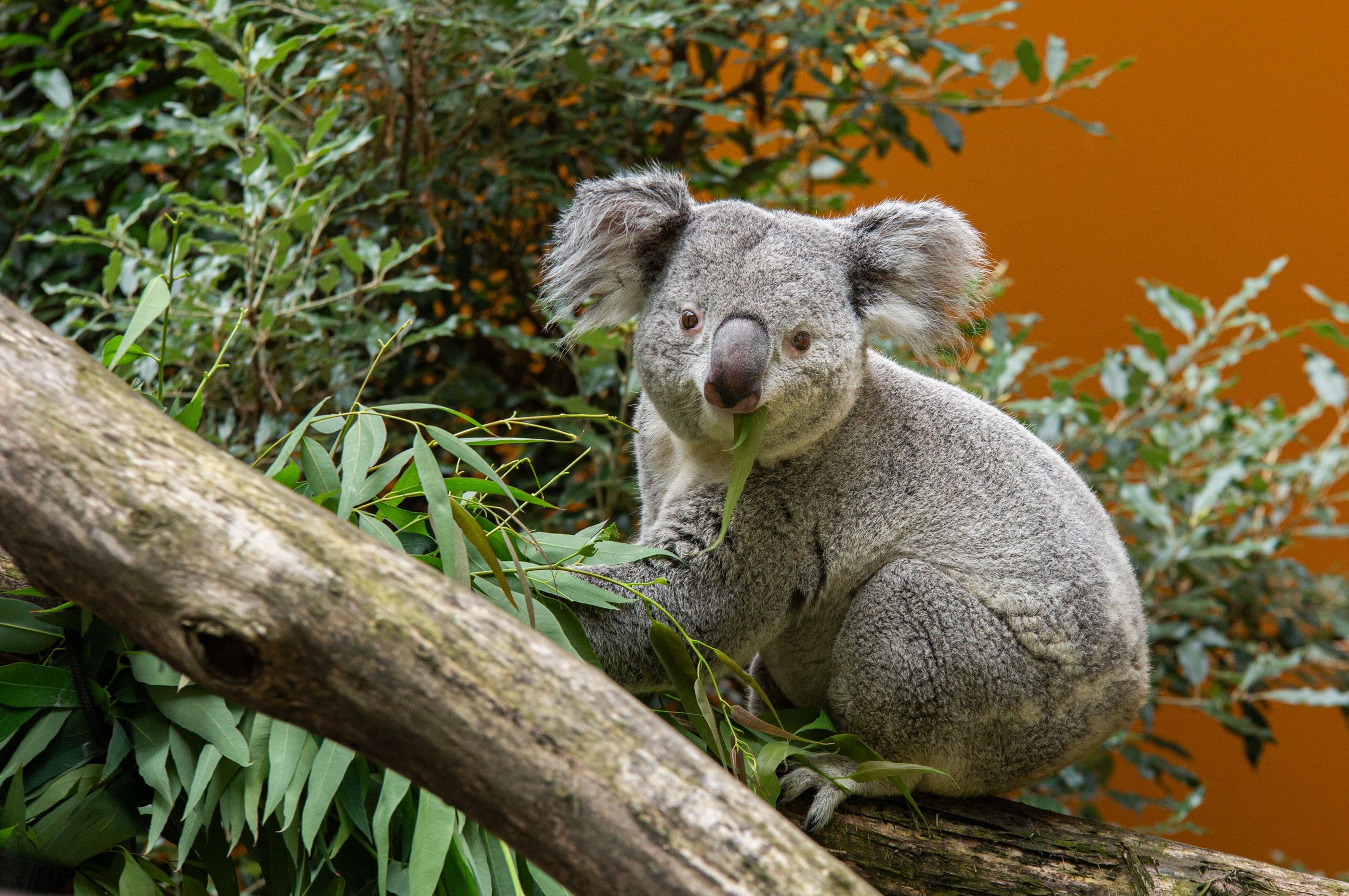 Ouwehands Dierenpark