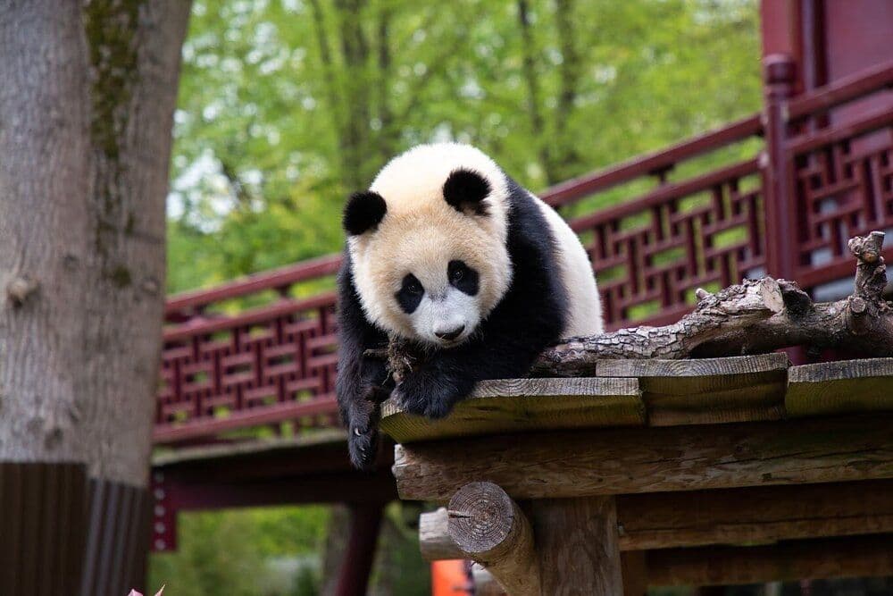 Ouwehands Dierenpark