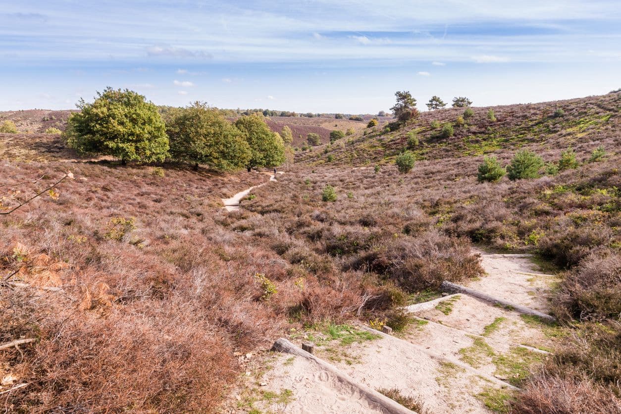 Veluwe Weekendlus met hond