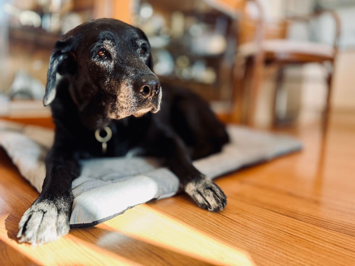 Op pad met een oudere hond: zo blijft een uitje echt leuk